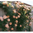 thumbnail image 5 of 100 Seeds Multi Color Mix Rose Plant Seeds, Perennial, Vine Climber, Fragrant, 5 of 9