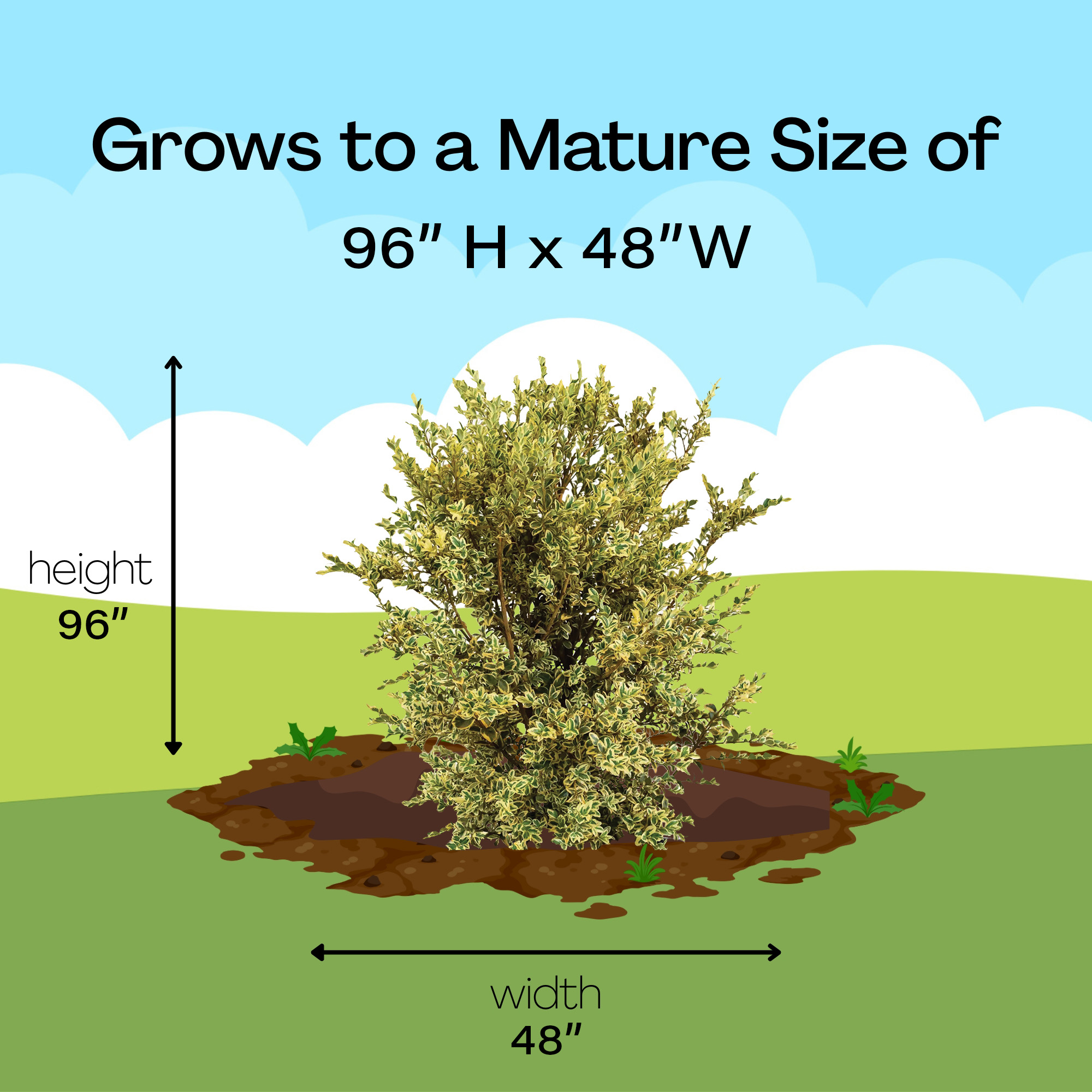 Variegated Boxwood Shrub 1 Gallon