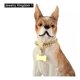 thumbnail image 4 of Collar De Cadena De Oro Para Perro Con Hebilla Segura Con Pi, 4 of 6