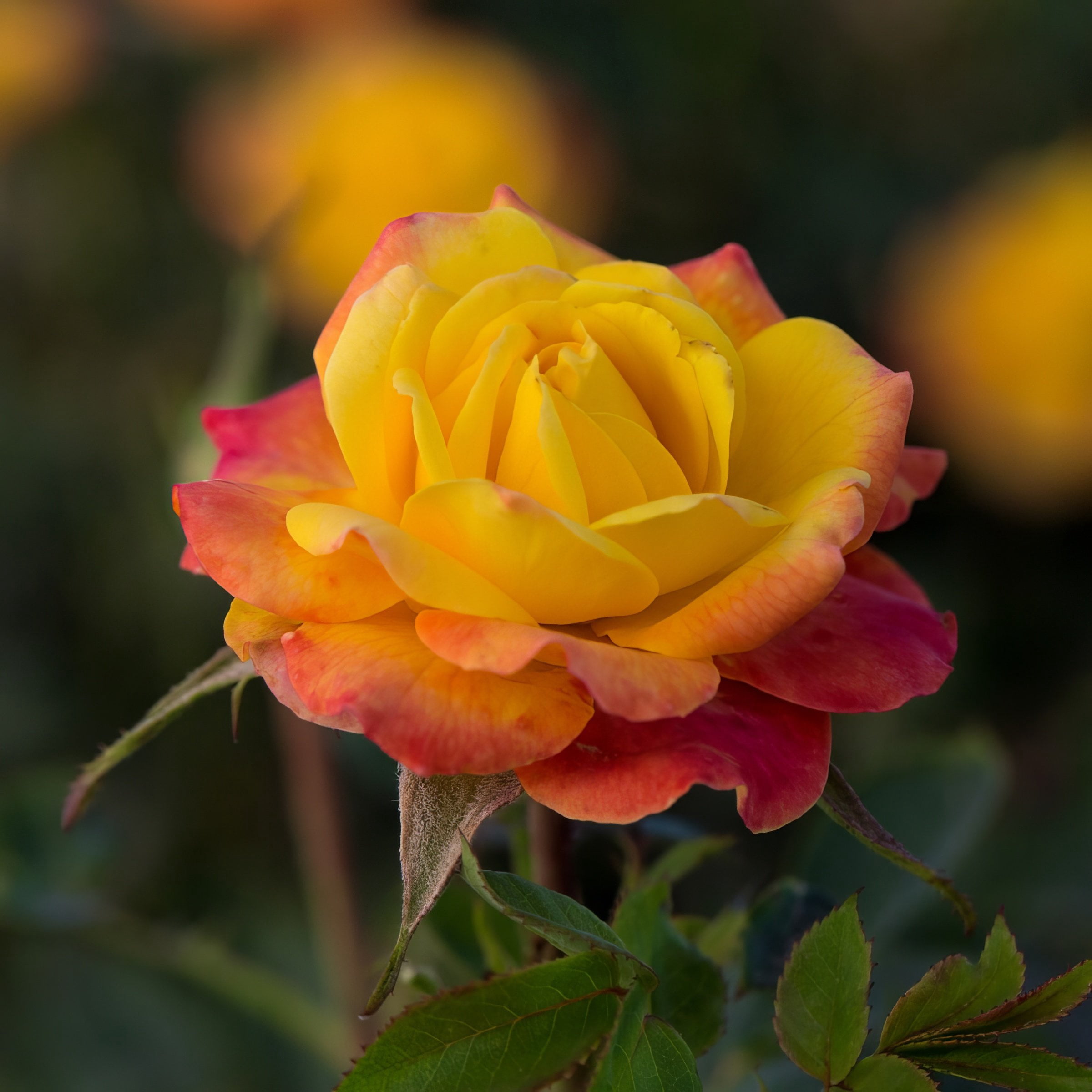 2 gal Live Rose Rainbow Sunblaze with Yellow Flowers