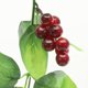 thumbnail image 3 of BESTYASH 3Ud Uvas Artificiales Para Con Textura Y Material Para Jardín Y Foto, 3 of 5