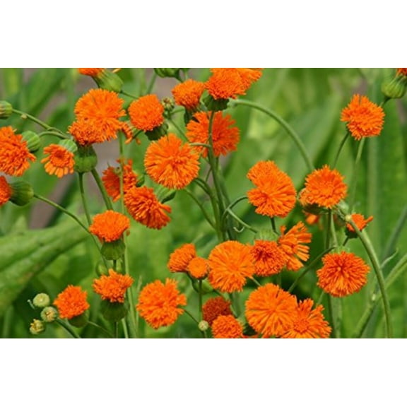 Sherwood's Seeds 20 Poet Orange Tassel Flower Plant Seeds