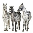 thumbnail image 2 of Three Appaloosa H)orses Wall Decal Sticker by Wallmonkeys Vinyl Peel and Stick Graphic (18 in W x 18 in H), 2 of 4
