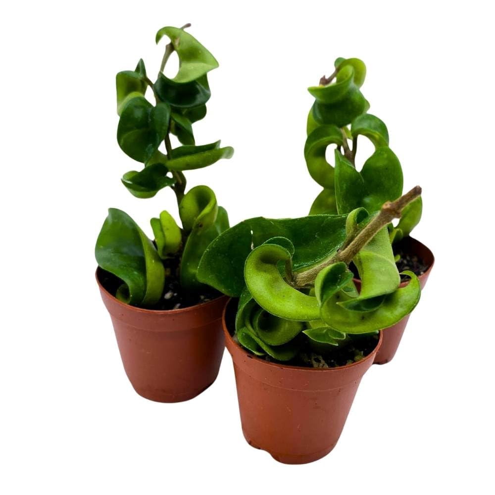 Hoya Green Hindu Rope 2 inch Set of 3 Crinkle Wax Plant Porcelain Flower Tiny Mini Pixie Plants