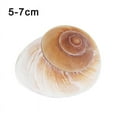 thumbnail image 1 of Décoration Maison Méditerranéenne Naturelle Escargot de Pain Conque Coquillage Brun Blanc, 1 of 7