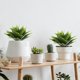 thumbnail image 4 of Uxcell 1Pcs Plantas Suculentas Artificiales Falsas, Planta del Siglo de 14 Pulgadas, Suculentas Verdes, 4 of 5