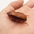 thumbnail image 4 of Juguete Electrónico de Cucarachas, Plástico Portátil de Juguete falso cucaracha para una una decoración espeluznante, 4 of 7