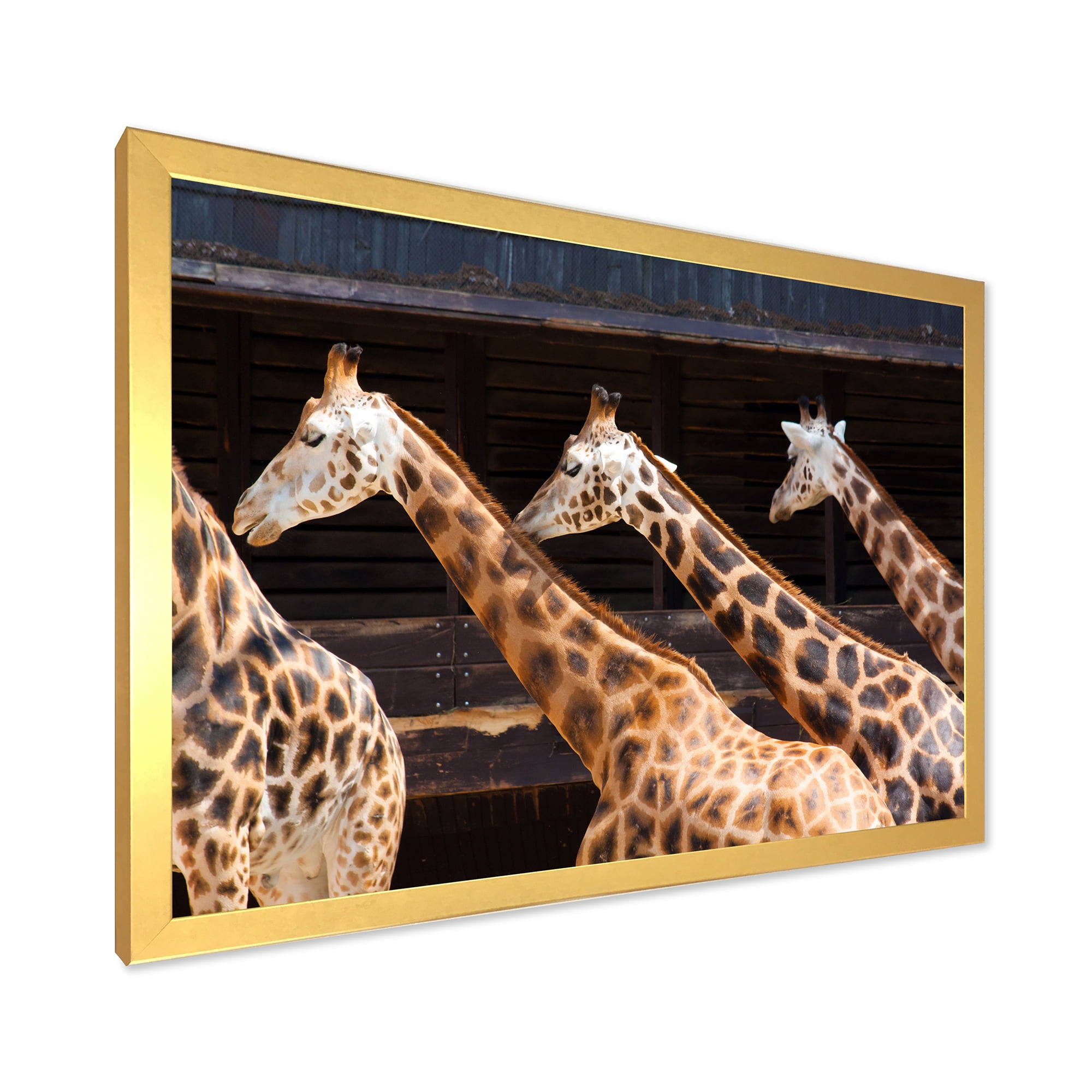 Designart 'Portrait Of Three Giraffes Running' Farmhouse Framed Art Print