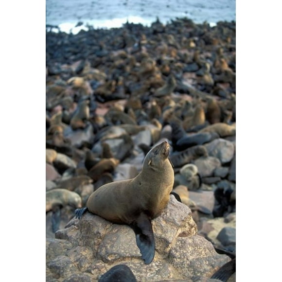 Namibia, Cape Cross Seal Reserve, Fur Seals on shore Poster Print by Paul Souders (12 x 17)