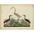 thumbnail image 2 of Strack, Friedrich 14x12 White Modern Wood Framed Museum Art Print Titled - Great White Heron and Night Heron, 2 of 4