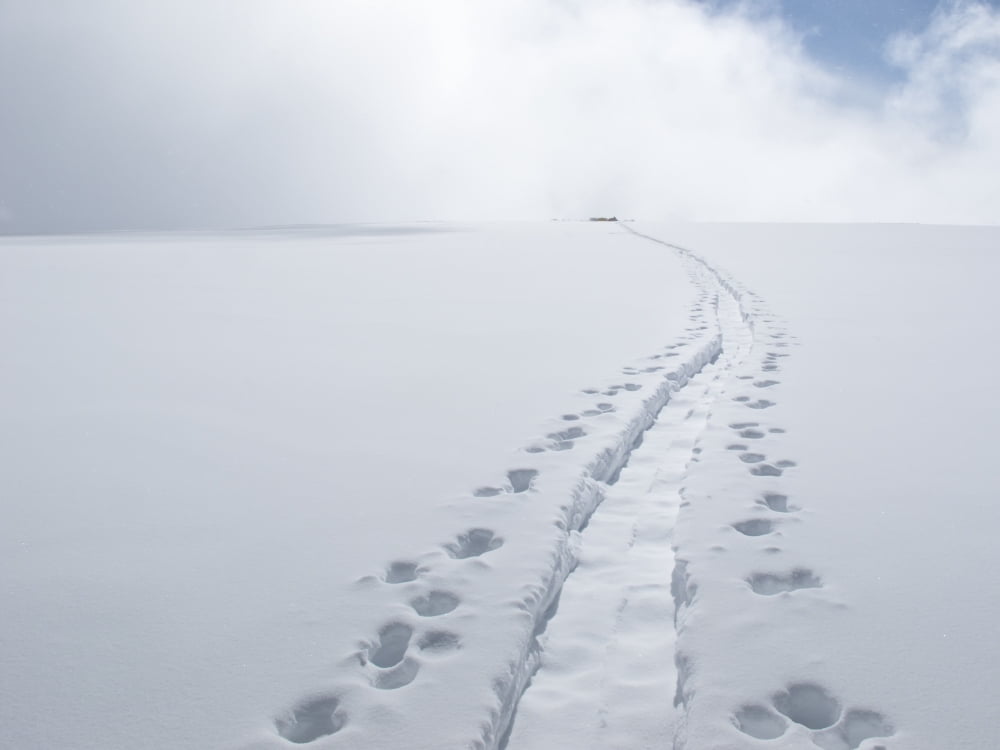 Path Worn By Climbers At Camp 4 While Mountaineering The King Trench Route On Mount Logan Kluane National Park Saint Elias Mountains Yukon Territory Canada Summer Canvas Art - Joe Stock Design Pics (
