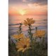 thumbnail image 1 of Pintura de diamante (DB3058) 5D DIY cuadrado puesta de sol flores punto de cruz artesanía 20X30cm Hugtrwg Para estrenar, 1 of 1