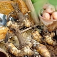 thumbnail image 4 of Canna, Low Maintenance - Easy Grow - Ideal for Beds Borders, Plant Pots & Planters, 4 of 4
