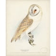 thumbnail image 2 of Meyer, H.L. 12x14 Gold Ornate Wood Framed with Double Matting Museum Art Print Titled - Barn Owl, 2 of 4