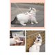 thumbnail image 4 of Correa Ajustable Para Arnés De Gato, Lindo Arnés De Chaleco Para Gato Con Alas De ángel Con Cuerda De Tracción De 1,5 M/4,9 Pies Para Gatito Material De, 4 of 8