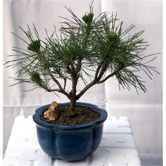 Bonsai Boy c2035 Mugo Pine Bonsai Tree - Pinus Mugo Valley Cushion - Small
