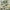 Snow Flocked Tree, variant on CAPHAUS 4.5 Feet Artificial Pre-lit Pencil Christmas Tree w/ Pinecones, Berries, Slim Xmas Tree w/ 150 LED Lights, 398 Branch Tips Pre-Hinged & Foldable Stand, Skinny Christmas Tree for Indoor