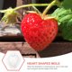 thumbnail image 4 of 5 moldes para cultivar frutas y verduras con diseño de corazón., 4 of 6