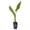 1 Plant, variant on Traveler's Palm - Live Plant in a 4 Inch Growers Pot - Ravenala Madagascariensis - Rare Ornamental Palms of Florida