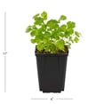 thumbnail image 4 of Expert Gardener 1PT Basil, Cilantro and Parsley Herb Mix Edible Plant (6-pack) Full Sun, 4 of 9