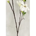 thumbnail image 3 of Magnolia Flowering Branches Cream Flowers 44 inches, 3 of 3