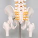 thumbnail image 3 of Spine Model Teaching Aids Learning 17.7inch for School Biological Laboratory, 3 of 5