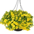thumbnail image 5 of Better Homes & Gardens 1.5 Pint Calibrachoa Multicolor White & Yellow Outdoor Live Plants, 5 of 8