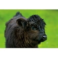 thumbnail image 2 of Majchrowicz, Alan 24x17 White Modern Wood Framed Museum Art Print Titled - Scottish Highland Cattle XI, 2 of 4