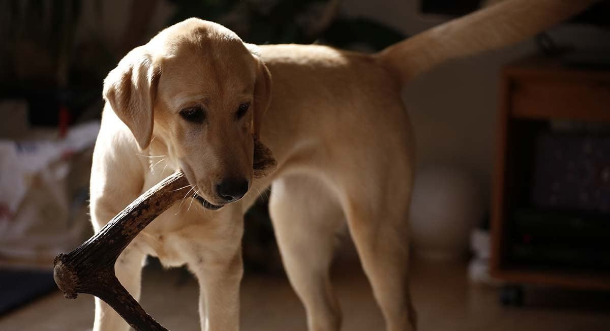 XXL Jumbo Deer Antler for Dogs, for The Big Chewer - Premium Grade A Deer Antler Dog Chew - Long Lasting Dog Treat for Your Pet. Made in USA
