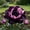 D, variant on Hardy Peony For Planting Upgrade Landscape Delicate Variegated Flowers,Low Maintenance Garden Decor Premium Stakes(Non-Artificial)