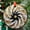 Black White Gold2632, variant on Ornament Window Hanging, Pine Cone Maple Leaf Suncatcher Diamond Glass Panel Hangings Plant Sun Catchers Decor for Birthday for Women, Men, Wife, Aunt, and Mom, 2025, Holiday