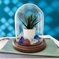 thumbnail image 2 of Plymor 4.5 inch x 6 inch Glass Display Dome Cloche (Dark Wood Base), 2 of 3