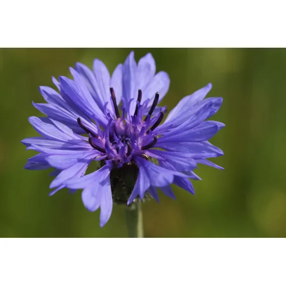 500 Centaurea cyanus seeds - Cornflower Seeds - Non-GMO Medicinal Herb