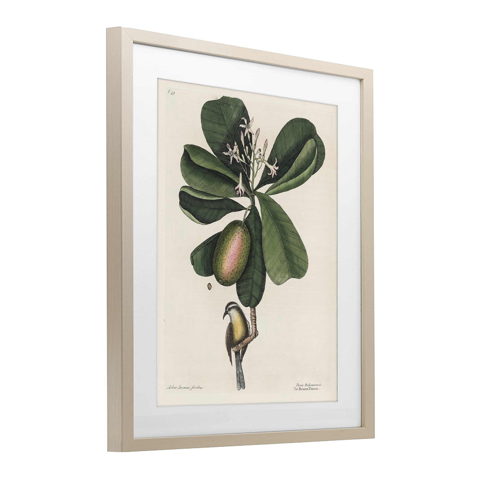 Stupell Industries Catesby Flora & Fauna Birch Framed Print Under Glass, design by Print Collection
