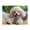 1000 Pieces, variant on 1000-Piece Wooden Jigsaw Puzzle for Adults - Happy Poodle Open Mouth , Fun & Relaxing Family Game, No-Dust Interlocking Pieces, Perfect Wall Decor & Holiday Gift
