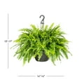 thumbnail image 3 of Expert Gardener Live Indoor 20" Boston Fern Live Plants in 10" Growers Pot, 3 of 7
