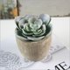 thumbnail image 1 of Plantas verdes Imitación antigua carnosa combinación maceta escritorio planta simulación pequeña maceta falsa carnosa, 1 of 6