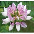 thumbnail image 2 of 500 Crown Vetch Seeds for Planting - Coronilla Varia, 2 of 3