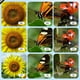 thumbnail image 3 of Lupa, Pantalla IPS De 2 Pulgadas, Microscopio De Luz LED Ajustable Portátil De 2 MP, Almacenamiento De Datos Para Animales Y Plantas Pequeños, 3 of 7
