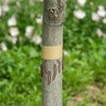 thumbnail image 6 of Tree Wraps to Protect Bark,Bexikou 2 Rolls 2in x 196ft Tree Protector Paper Wrap,Crawling Insect Tree Tape,Tree Trunk Wrap Protector, Tree Trunk Bandage Protection for Outdoor Lawn Garden, 6 of 7