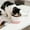A, variant on Taicans Ceramic Raised Cat Bowl,Elevated Ceramic Cat Bowl,Tilted Raised Cat Bowl Anti Vomit Cat Bowls for Indoor Cats Whisker Friendly Pet Feeder for Cats Puppies,Microwave and Dishwasher Safe