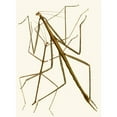 thumbnail image 3 of John Obadiah Westwood 19x24 Black Modern Framed Museum Art Print Titled - The Cabinet of Oriental Entomology Pl XXXIII (1848), 3 of 5