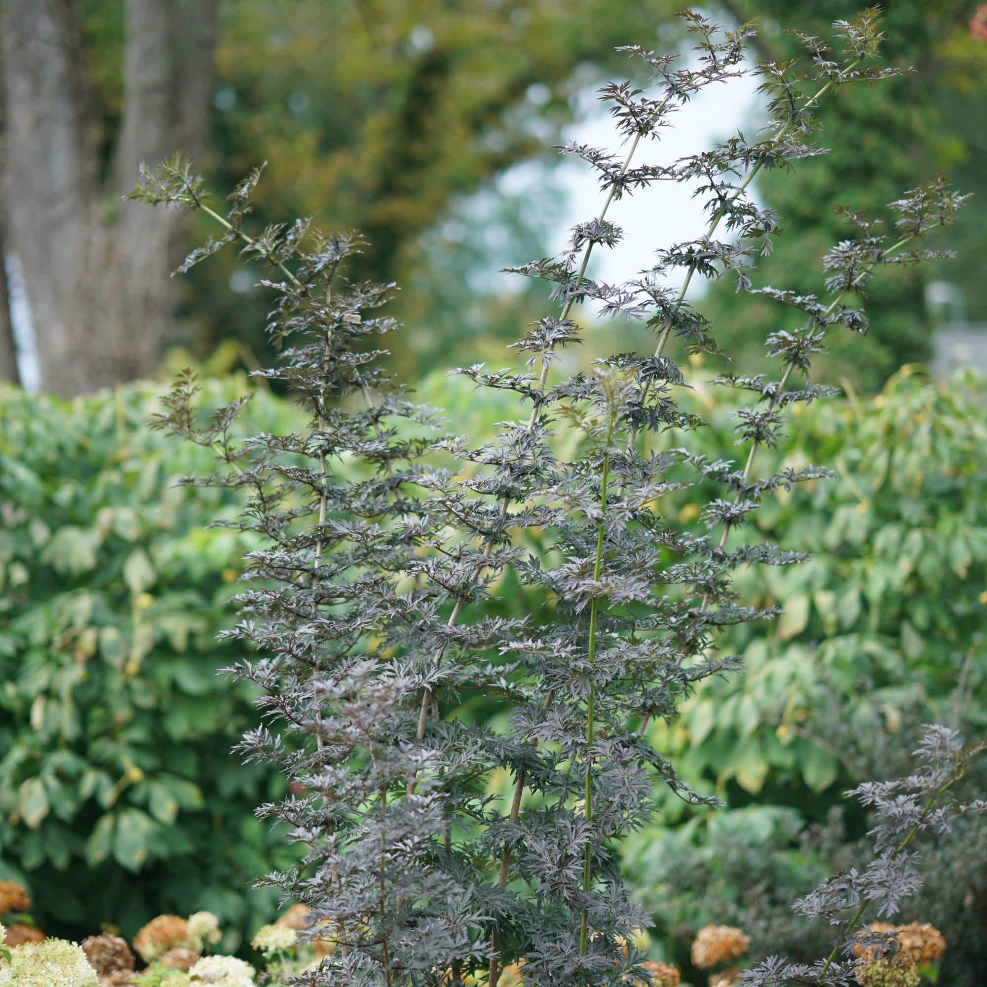 Proven Winners ColorChoice 5" Black Laced Up Elderberry Live Plant in 4.5" Pot (4 Count)