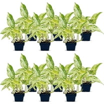 12 Pack Live Marble Queen Pothos, Indoor Potted Houseplant, Housewarming Gift for The First Home, Variegated Plant, Plant Mom Dad Gift, Sympathy Gift, Thank You Gift in 3" Pot
