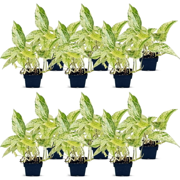 12 Pack Live Marble Queen Pothos, Indoor Potted Houseplant, Housewarming Gift for The First Home, Variegated Plant, Plant Mom Dad Gift, Sympathy Gift, Thank You Gift in 3" Pot