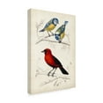 thumbnail image 2 of Trademark Fine Art 'D'Orbigny Birds III' Canvas Art by M. Charles D'Orbigny, 2 of 4