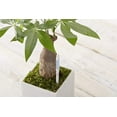 thumbnail image 5 of Aquameter, juego de 5, sensor de humedad del suelo vegetal (blanco, mediano) JAMW Sencillez, 5 of 5