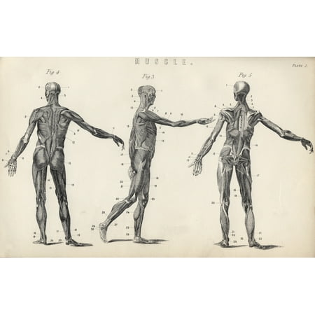 Posterazzi Structure Of Muscles In Male Human Body From The National Encyclopaedia Published By William Mackenzie London Late 19Th Century Canvas Art - Ken Welsh  Design Pics (36 x (Best Male Body Pics)
