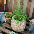 thumbnail image 4 of Large Rope Basket Cement Planter, 4 of 12
