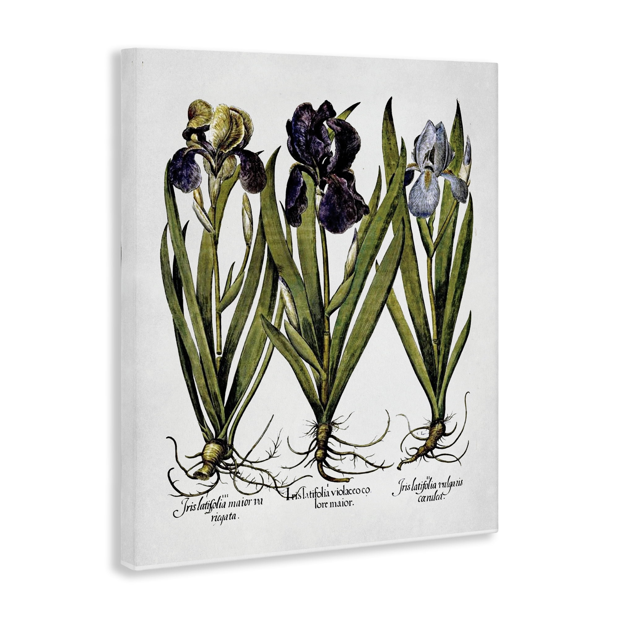 Stupell Industries Vintage Iris Studies Botanical & Floral Painting Gallery Wrapped Canvas Art Print Wall Art, 24 x 30